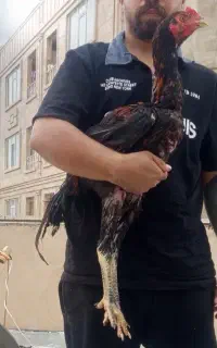جوجه خروس لاری افغان دنگ بالا