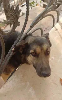 سگ ژرمن گمشده