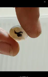 سنگ شجرقائن