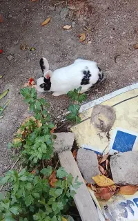 خرگوش بازی گوش
