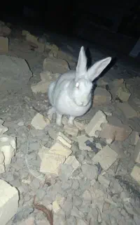 خرگوش