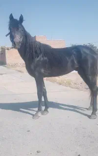 اسب پالونی