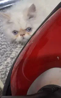 گربه پرشین فلت