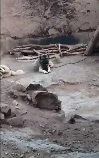 سگ سراب