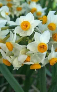 پیاز نرگس