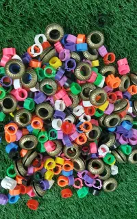 حلقه ی پای کبوتر