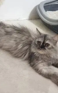 گربه پرشین