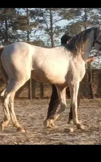 اسب عرب