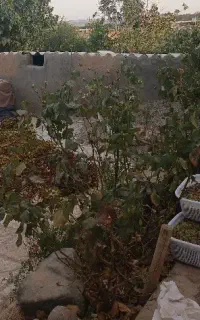 شیره انگور