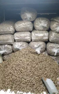 تخمه سنقری درجه ۱ تازه