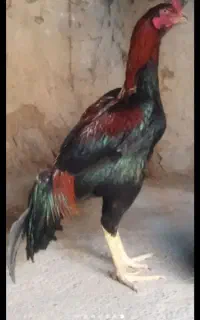 ۲عدد خروس یک مرغ کرچ