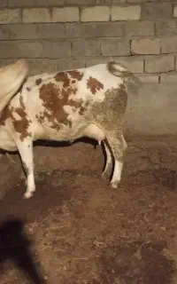 گاو زائیده