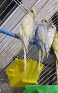 مرغ عشق
