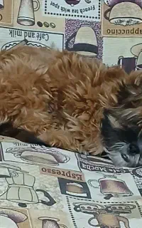 شیتزو عروسکی خالص