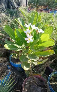انواع نهال مرکبات و استوای .انبه