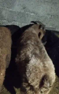 بز