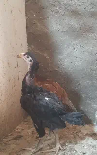 ی جفت جوجه لاری