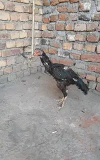 مرغ و خروس لاری