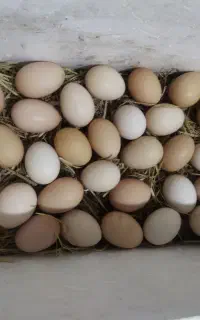 تخم مرغ نطفه دار