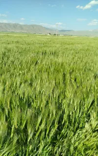 بذر آبی درجه یک