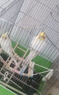 عروس هلندی نر و ماده تخم گذار سخنگو بازیگوش