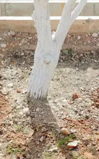 کشاورزی کود باغداری چالکود کم‌باری تناژ بالا