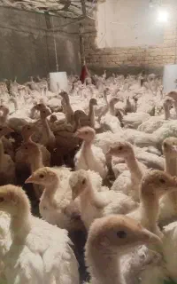 جوجه بوقلمون بیوتی و خوراک مخصوص