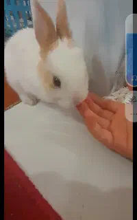 خرگوش مینیاتوری نر  بازیگوش