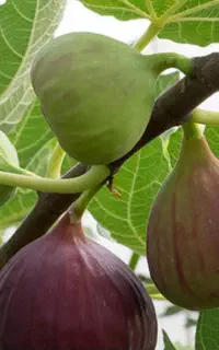 نهال انجیر ۳ فصل