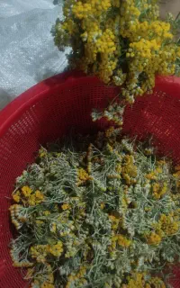 گل برنجاس