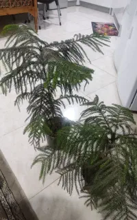 کاج اپارتمانی