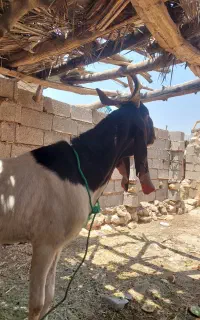 پازن سودانی