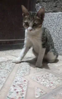 واگذاری گربه رایگان
