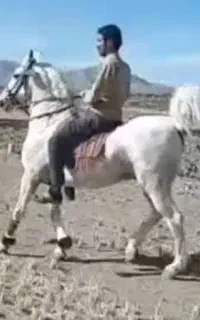 کره اسب