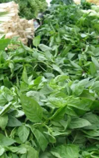 سبزی فروشی