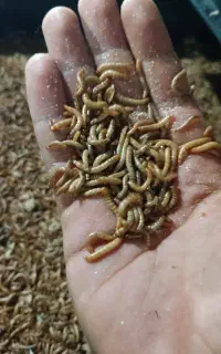 میلورم زنده قیمت فوق العاده