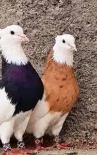 سرخ ساده پاصاف ۶ پره گمشده
