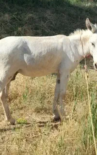الاغ نر درشت مادیان رو اسب.باری کاری گله ای