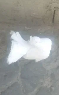 کبوتر دم چتری مست مست