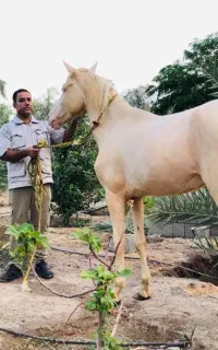 اسب ترکمن