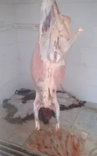 قصاب،سلاخ،حرفه ای درمحل