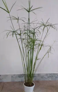 گل سر سبز