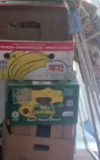 تعدادی کارتن موزی فروشی