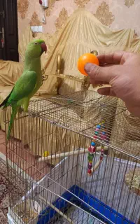ملنگو نر اهلی فول سخنگو رخ به رخ