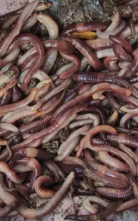 کرم خاکی طعمه ماهیگیری