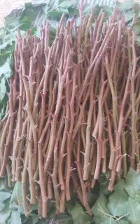 ترکه احمداقای درجه یک