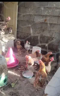 مرغ جوان ارگانیک