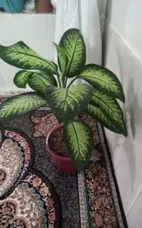 گل دیفن  گل آلاوراهرکدام ۱۳۰۰