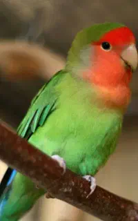 کوتوله سبز گمشده