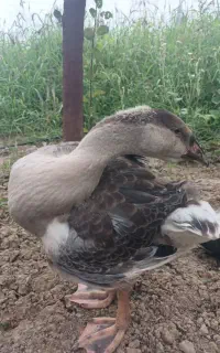 قوغازو اردک